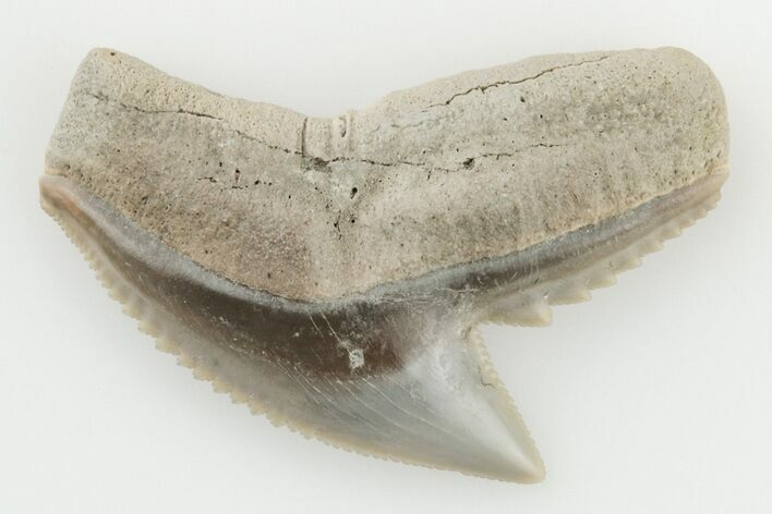1" Fossil Tiger Shark (Galeocerdo) Tooth -  Aurora, NC